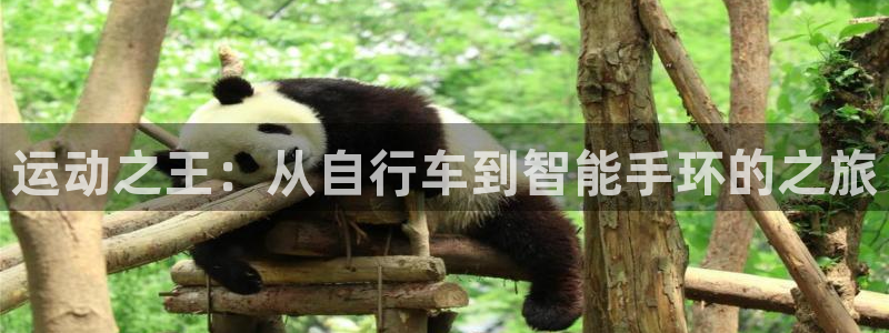 三亿体育官方正版app集团：运动之王：从自行车到智能